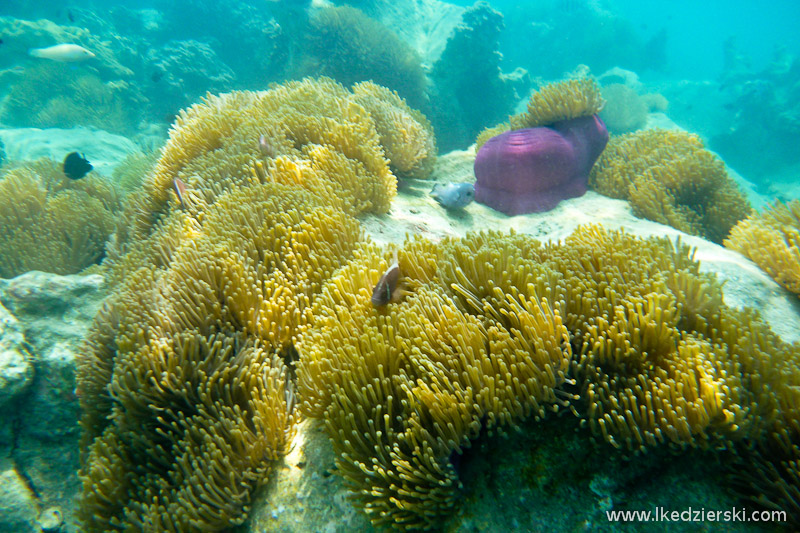 snorkeling na koh chang