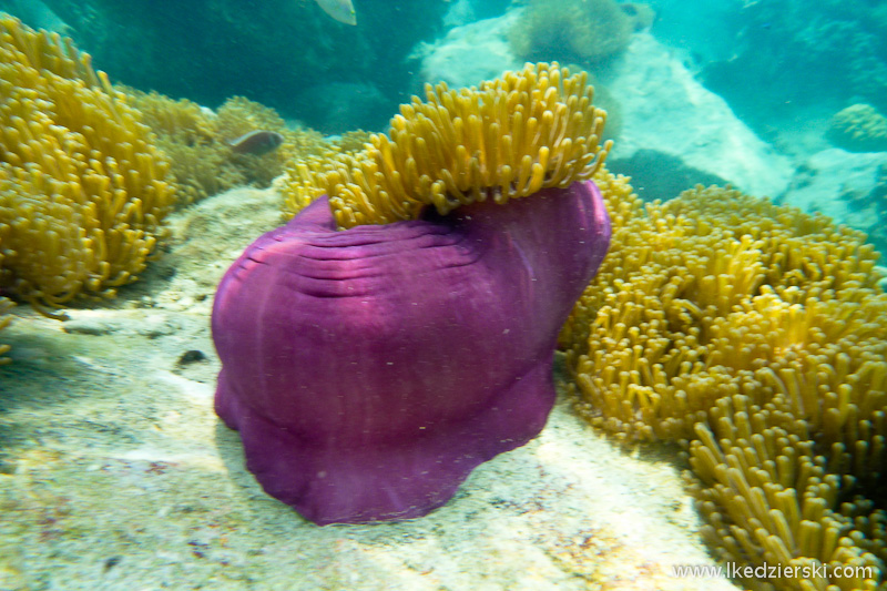 snorkeling na koh chang