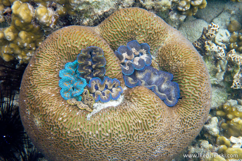 snorkeling na koh chang