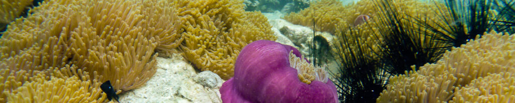 panorama koh chang snorkeling