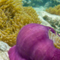 panorama koh chang snorkeling