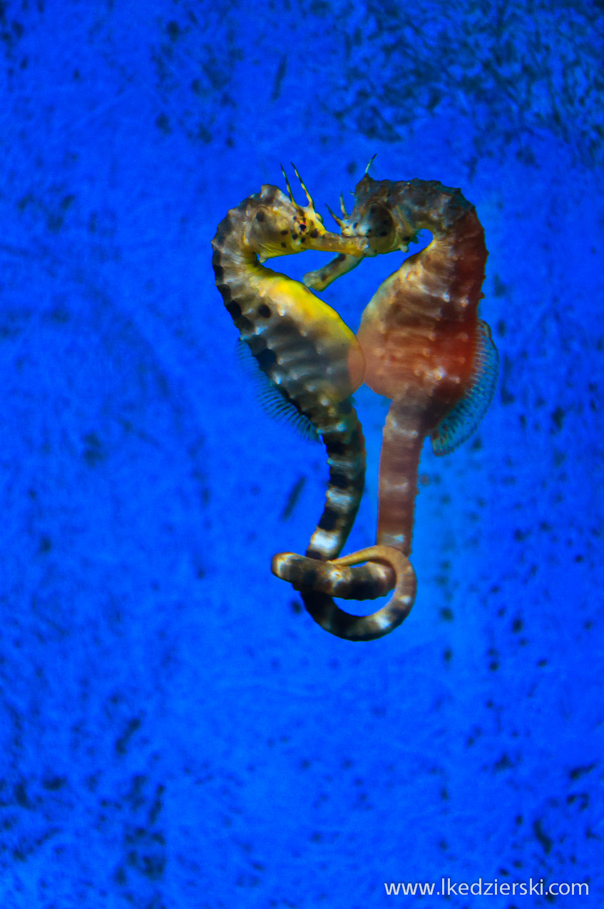 akwarium na langkawi koniki morskie
