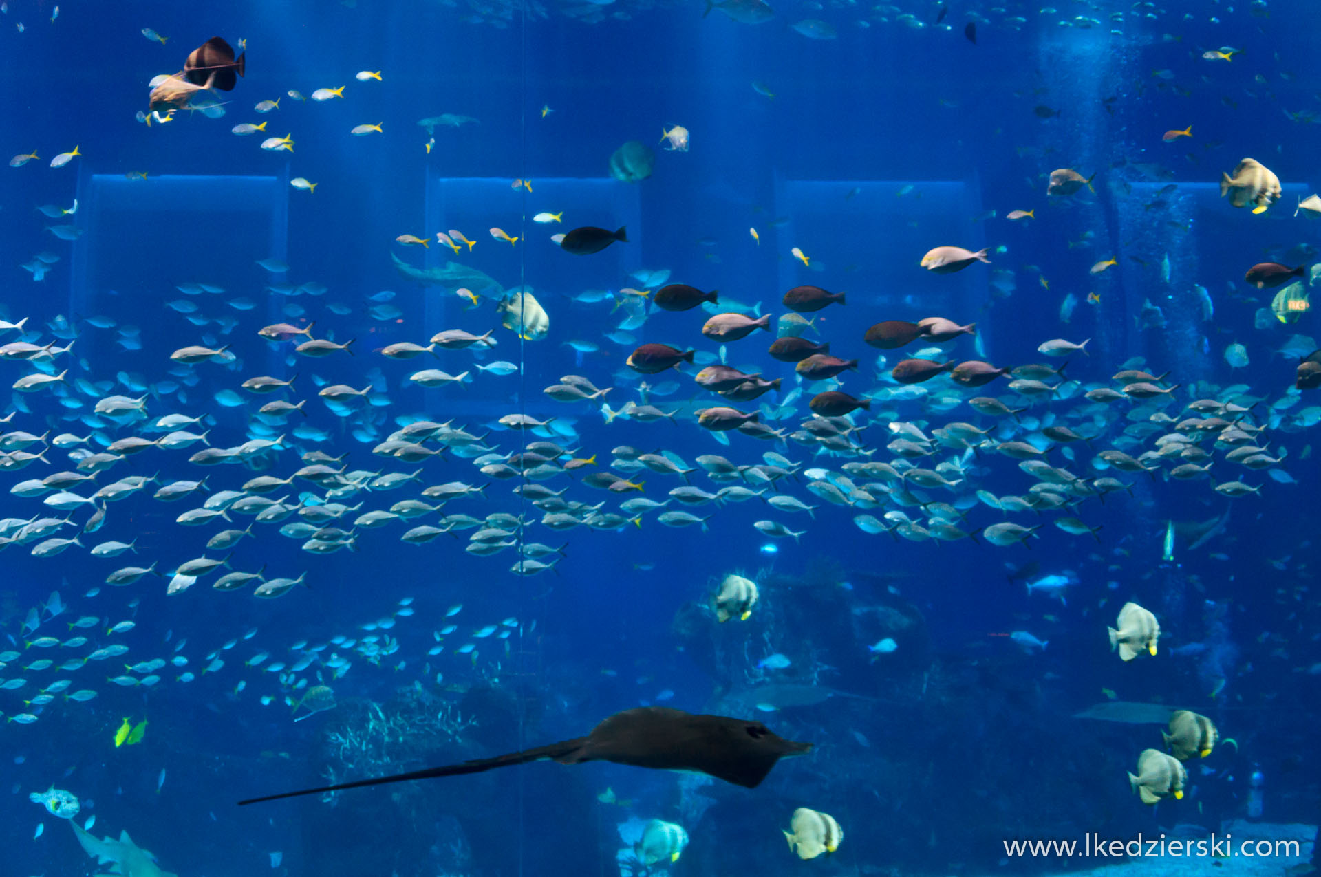 Open Ocean S.E.A. Aquarium