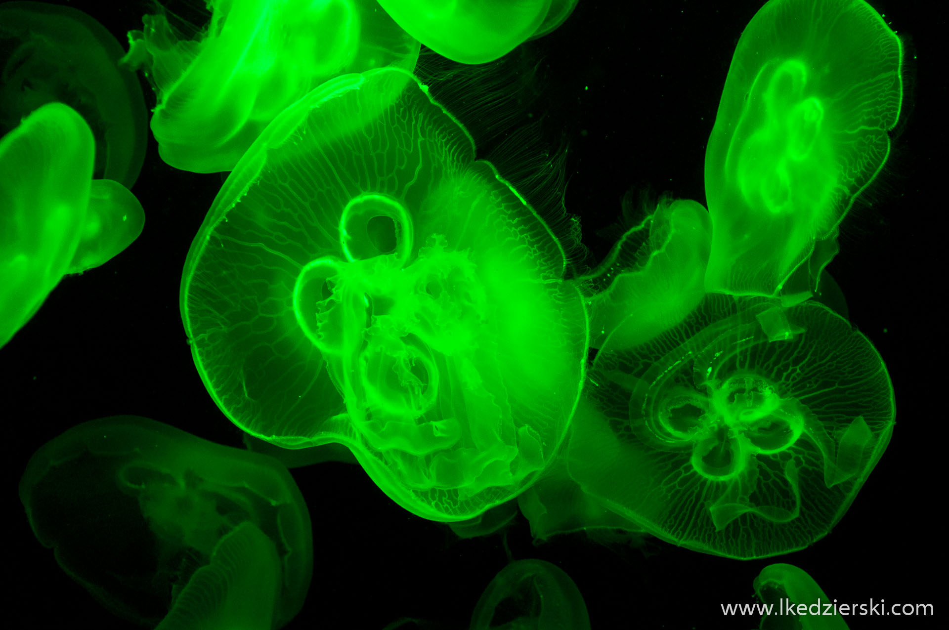 S.E.A. Aquarium meduza
