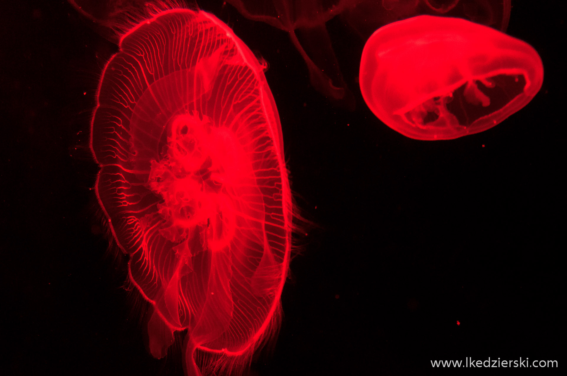 S.E.A. Aquarium meduza