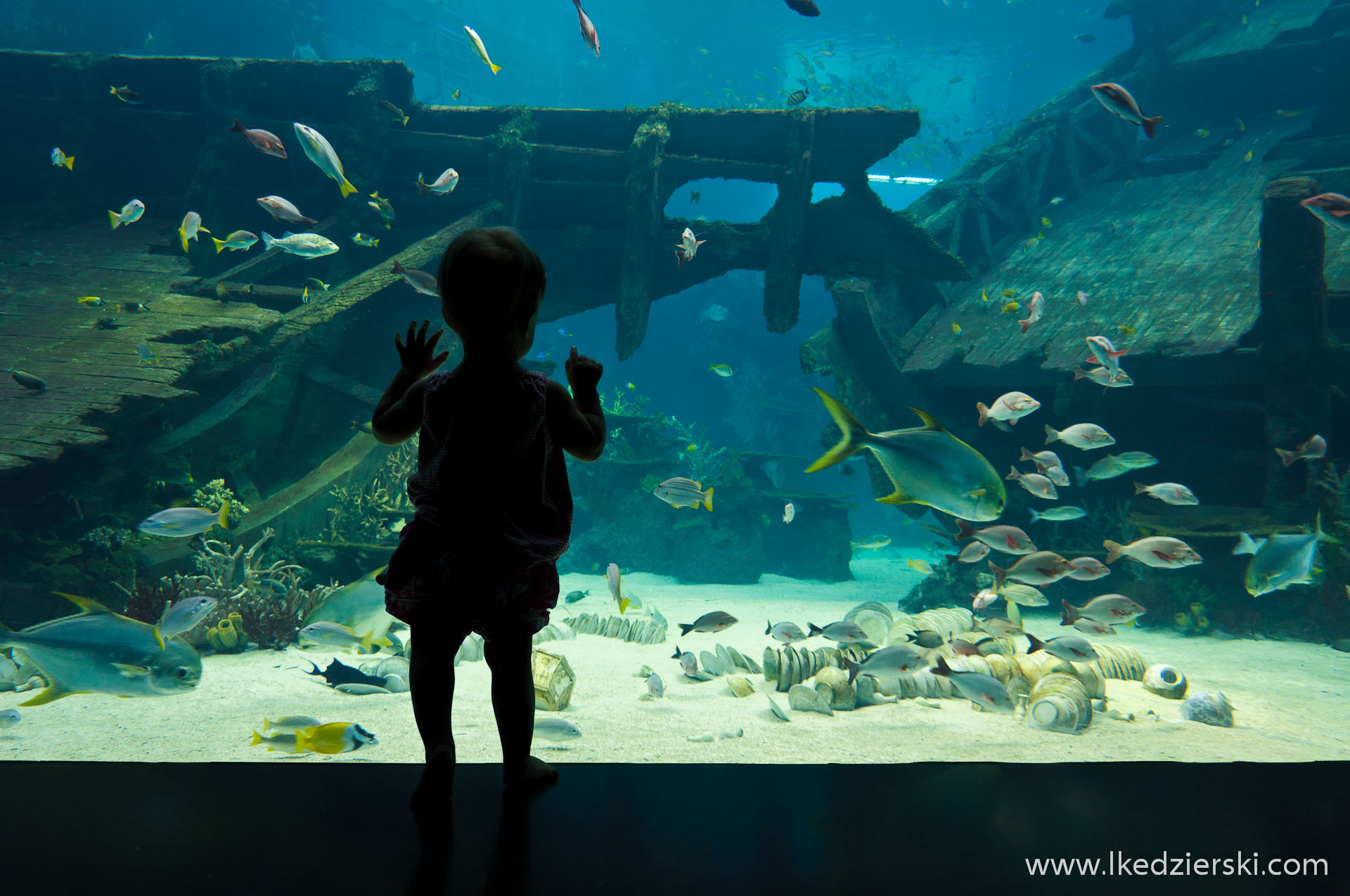 akwarium w singapurze nadia w podróży