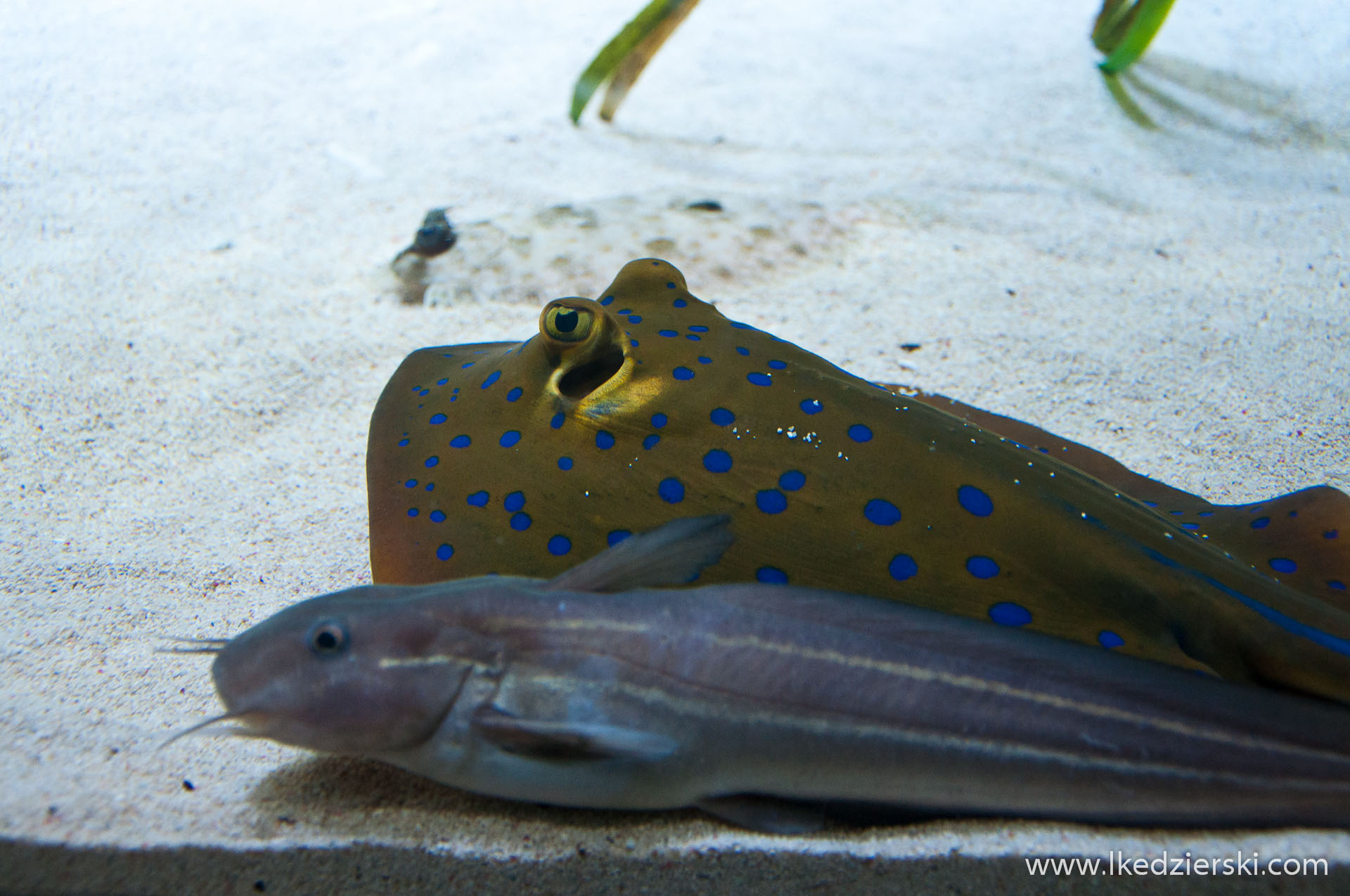 akwarium w singapurze blue spotted ray S.E.A. Aquarium