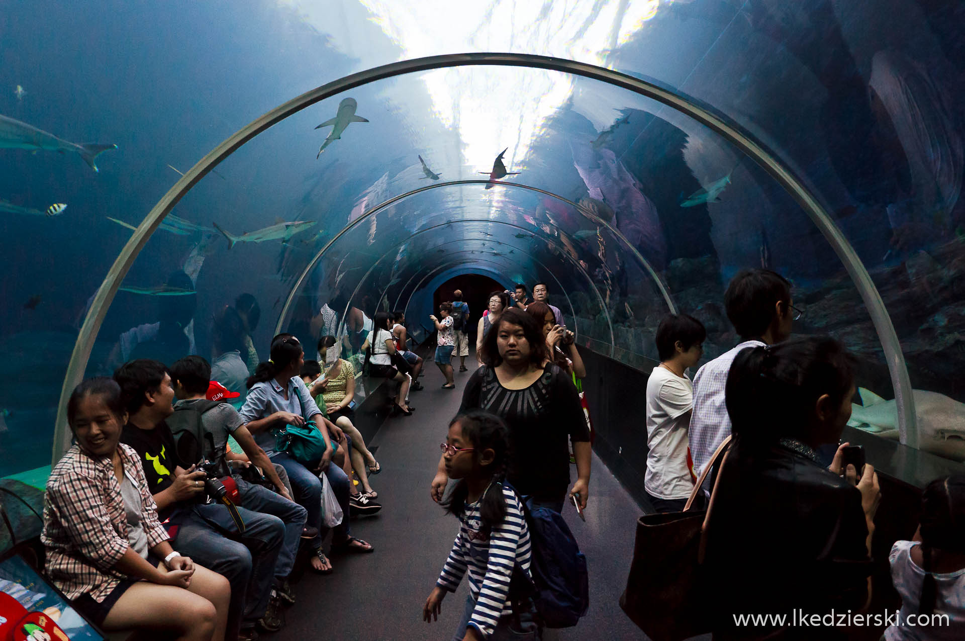 akwarium w singapurze tunel S.E.A. Aquarium