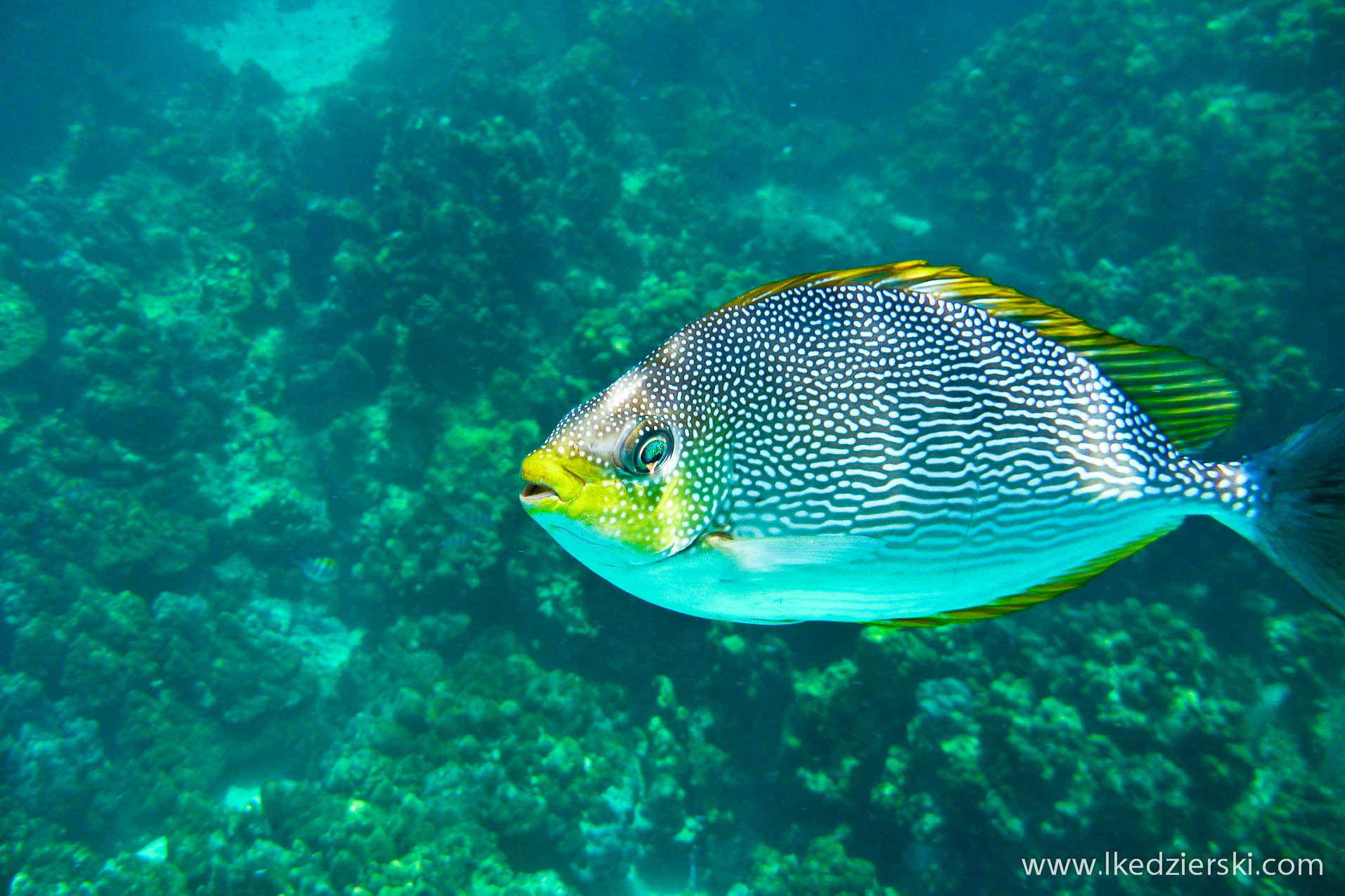 snorkeling na langkawi pulau payar