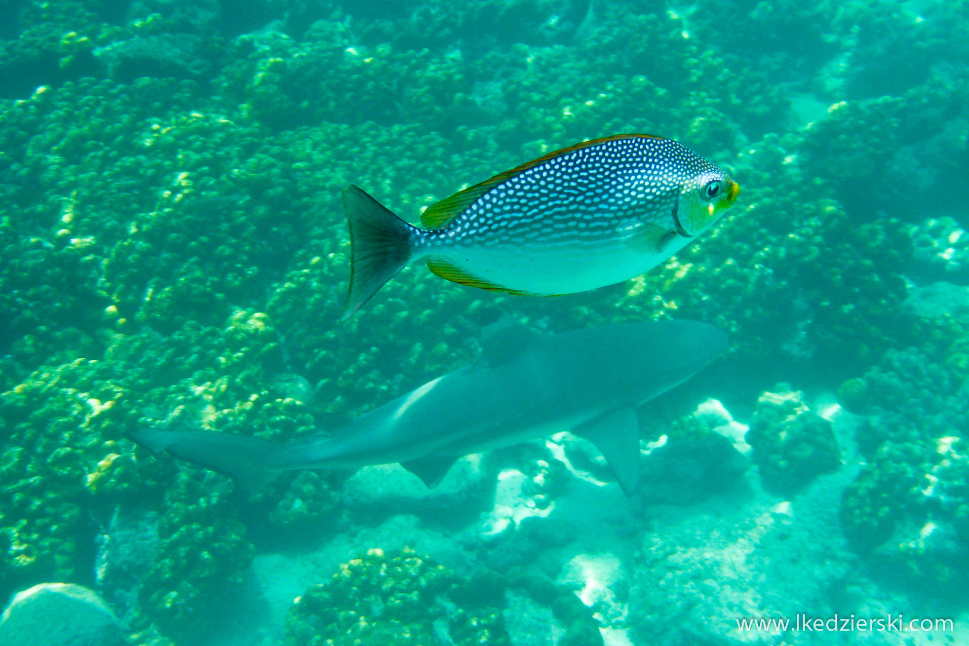 snorkeling na langkawi pulau payar