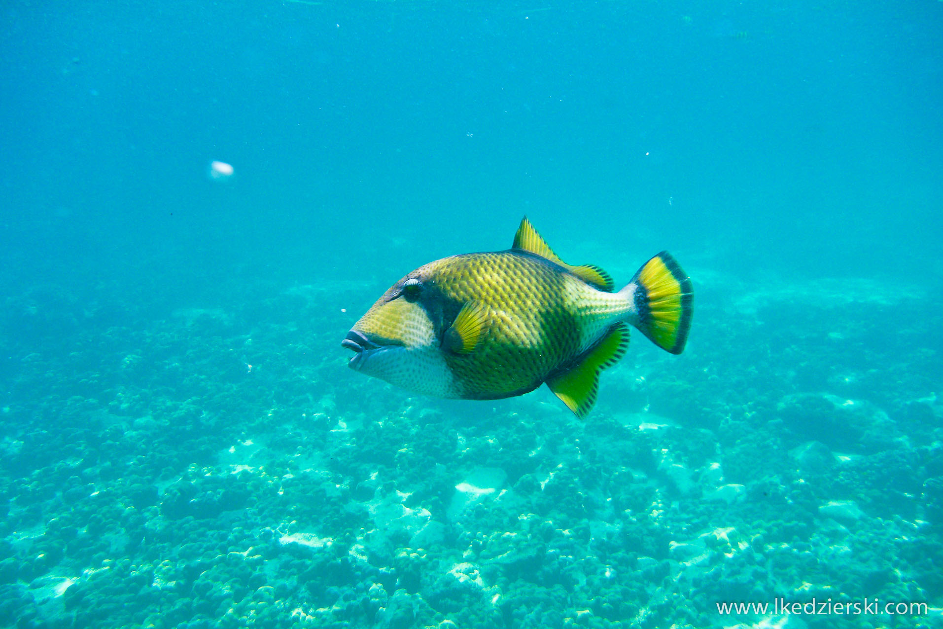 snorkeling na langkawi pulau payar