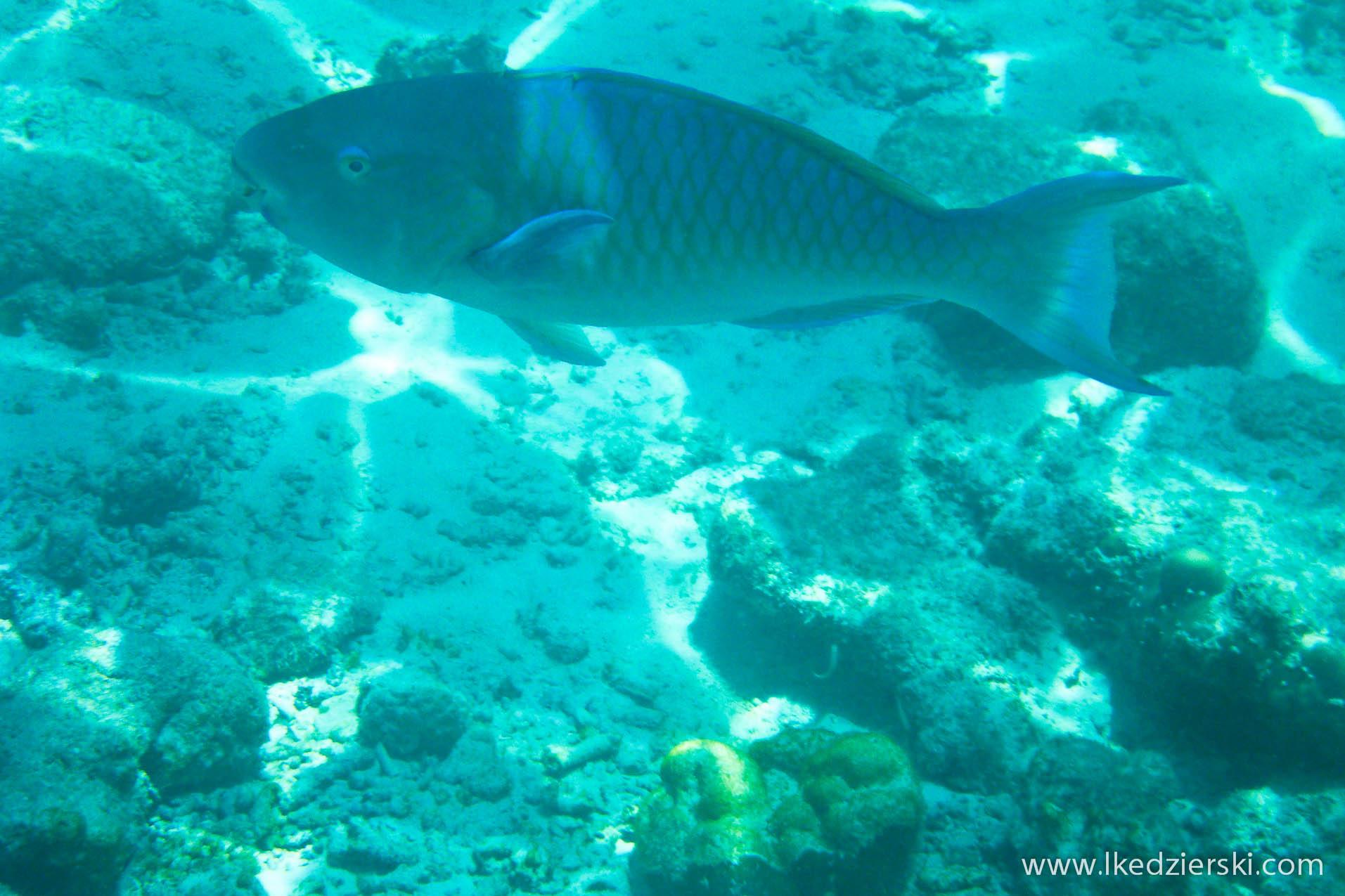 snorkeling na langkawi pulau payar