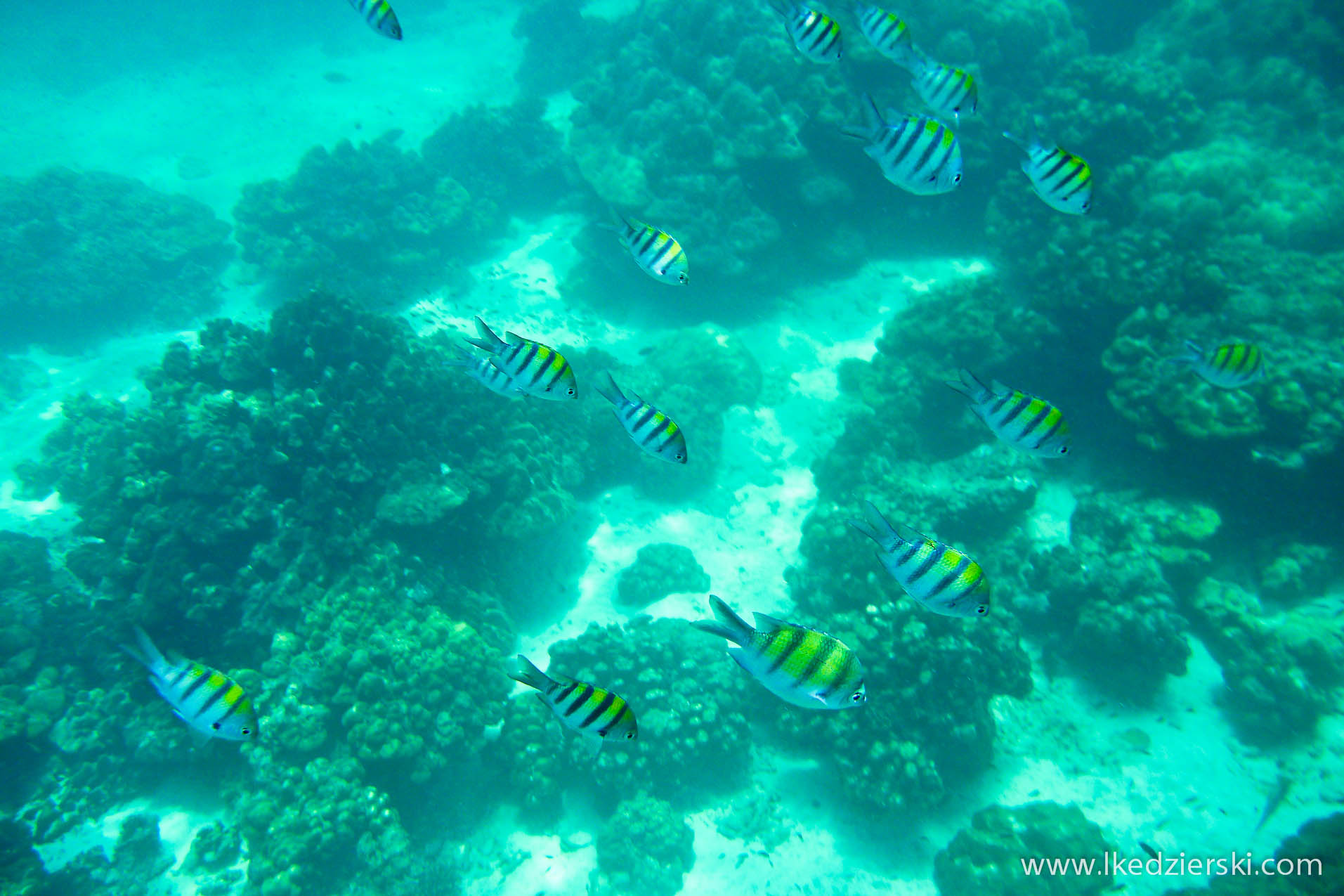 snorkeling na langkawi pulau payar