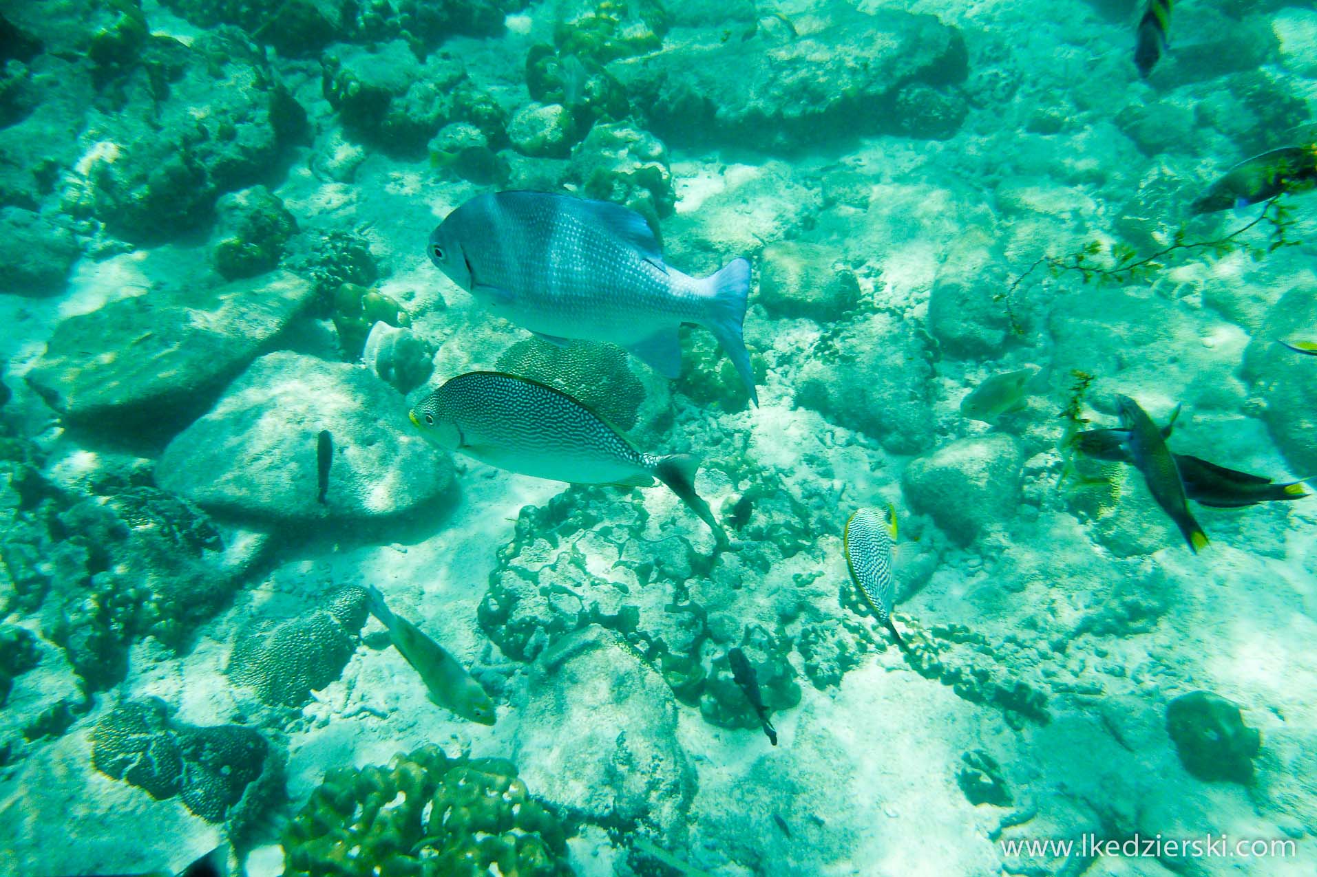 snorkeling na langkawi pulau payar