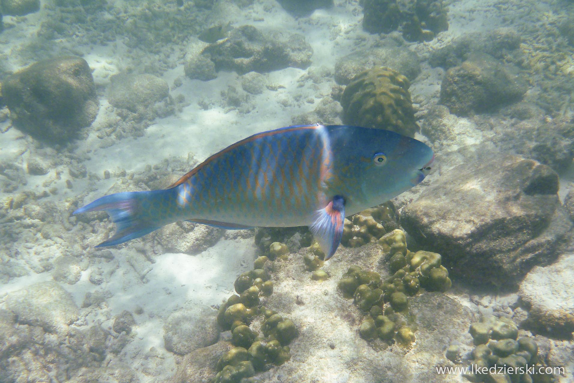 snorkeling na langkawi pulau payar