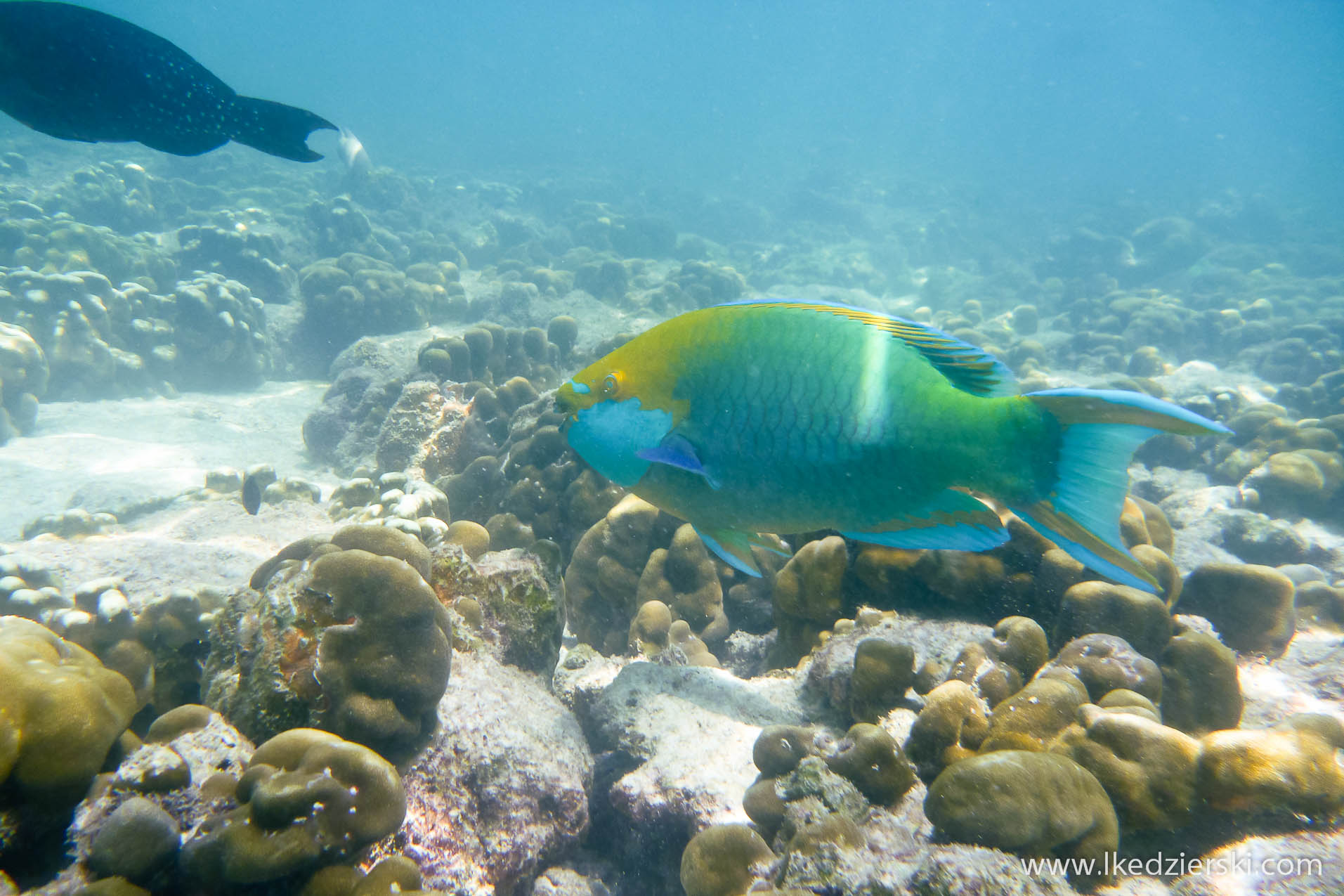 snorkeling na langkawi pulau payar