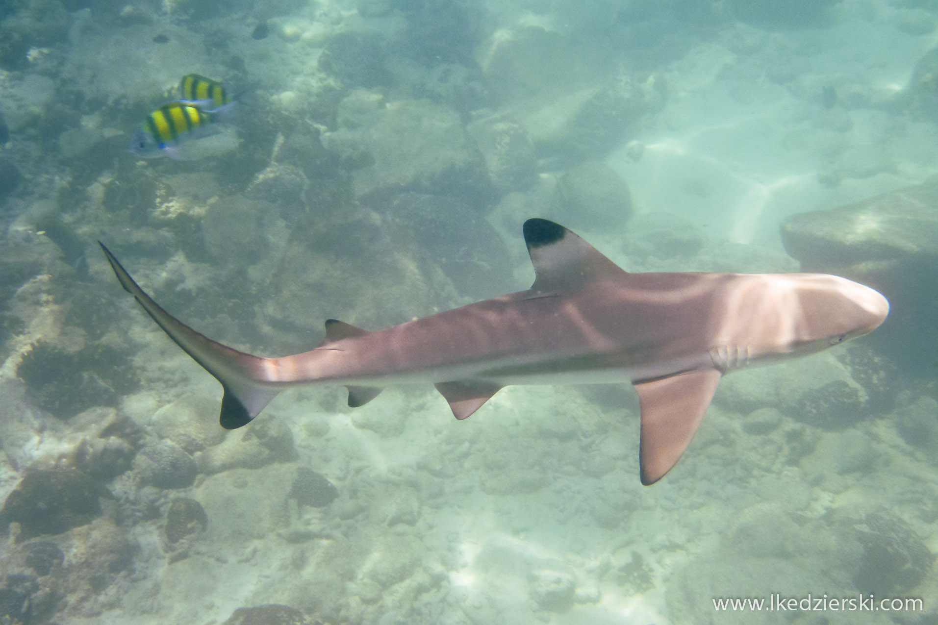 snorkeling na langkawi pulau payar Carcharhinus melanopterus Black Tip Reef Shark.