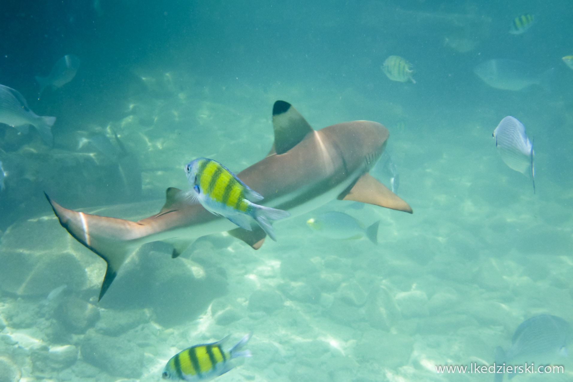 snorkeling na langkawi pulau payar