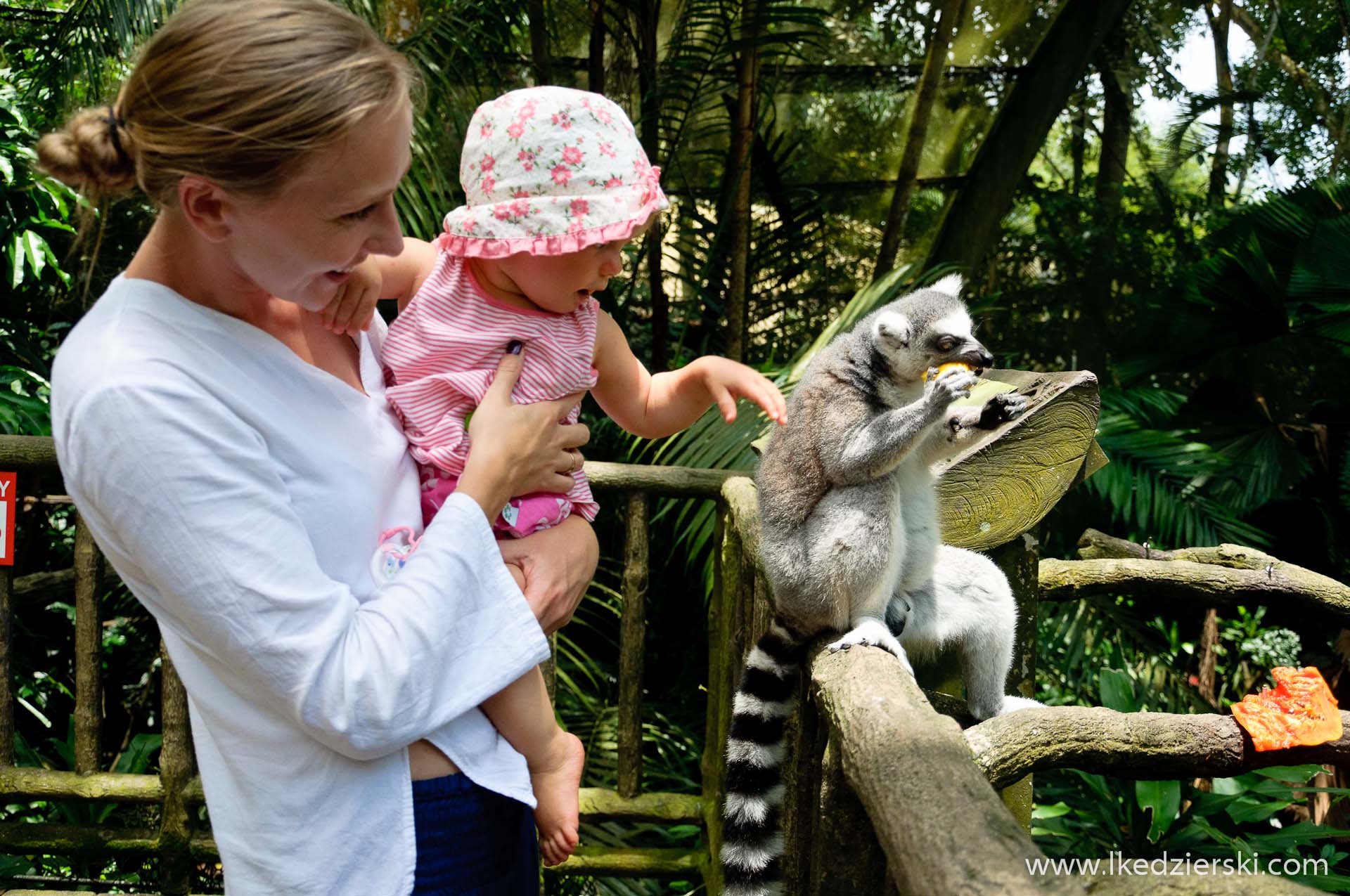 zoo w singapurze lemur