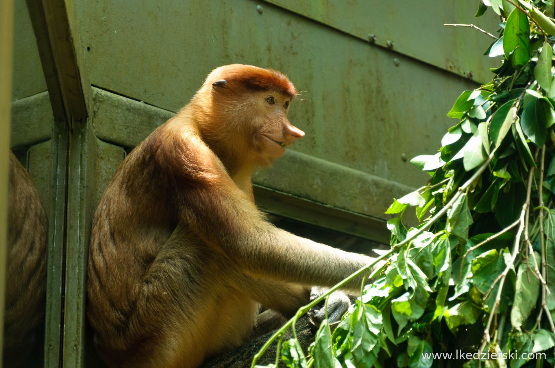 zoo w singapurze małpa