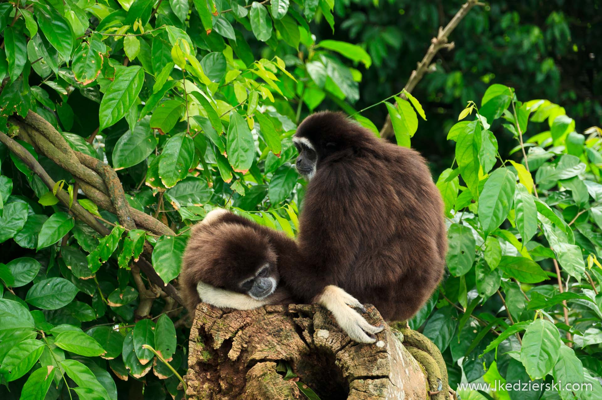 zoo w singapurze małpa