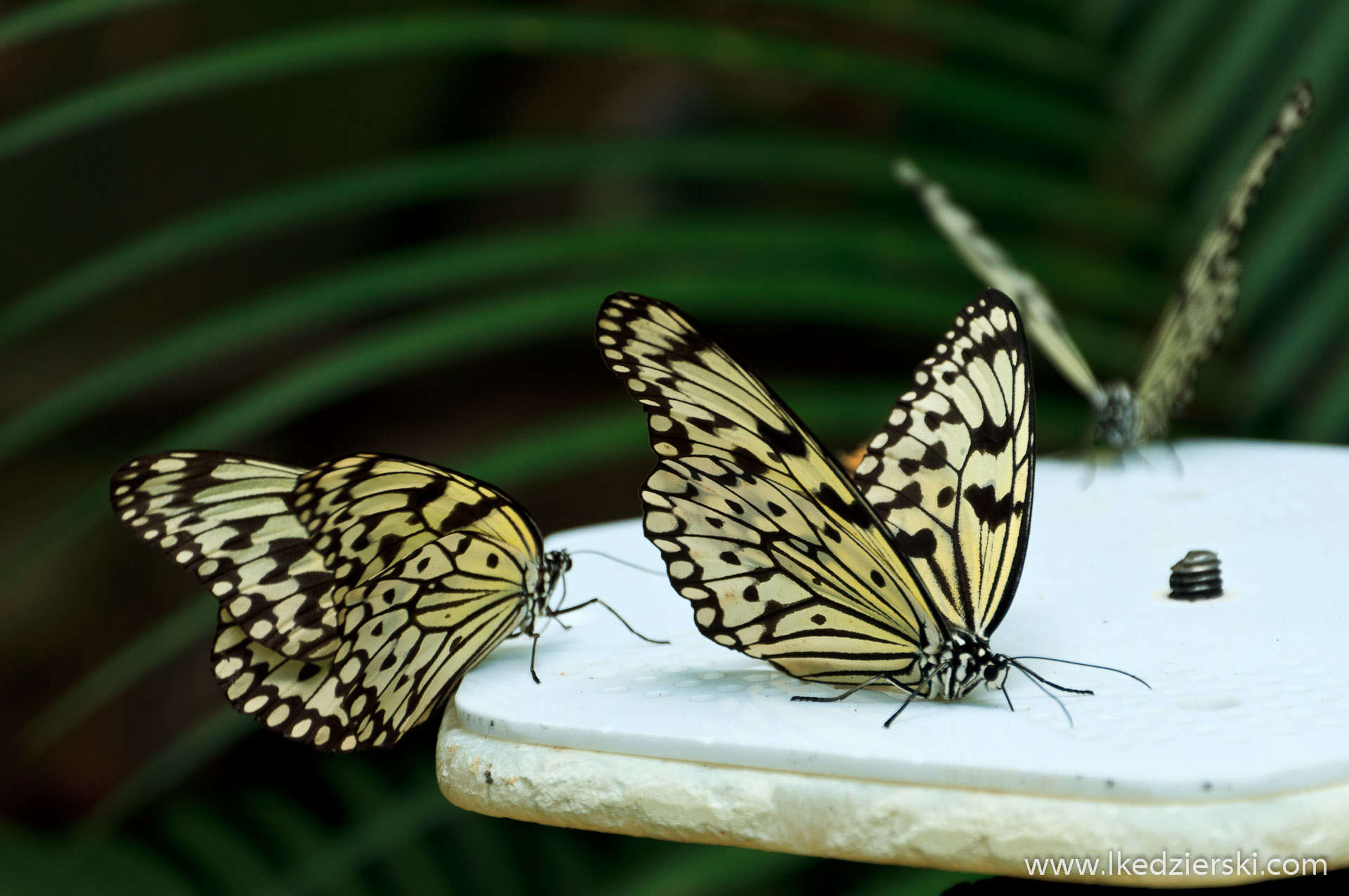 zoo w singapurze motyle