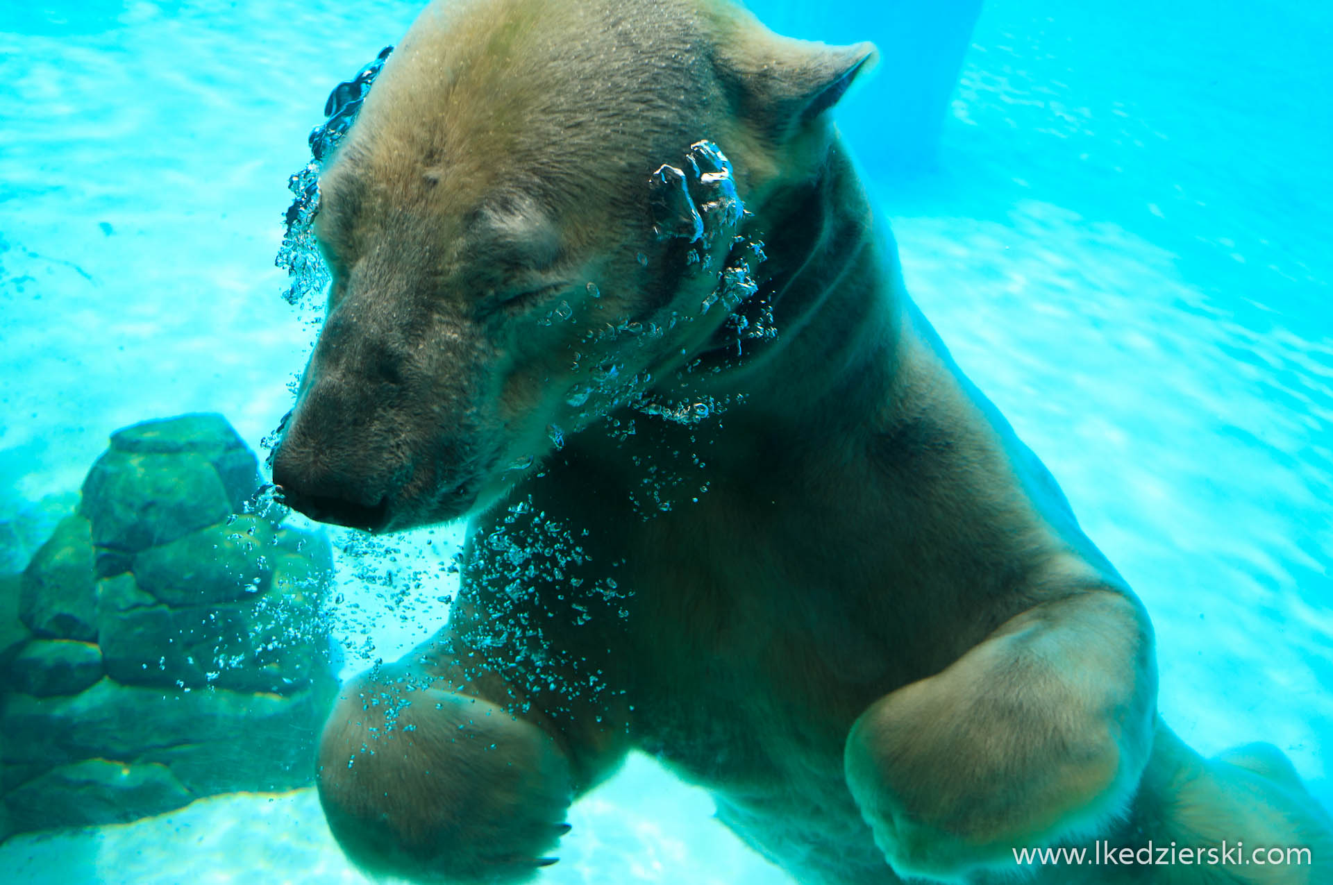 zoo w singapurze niedźwiedź polarny