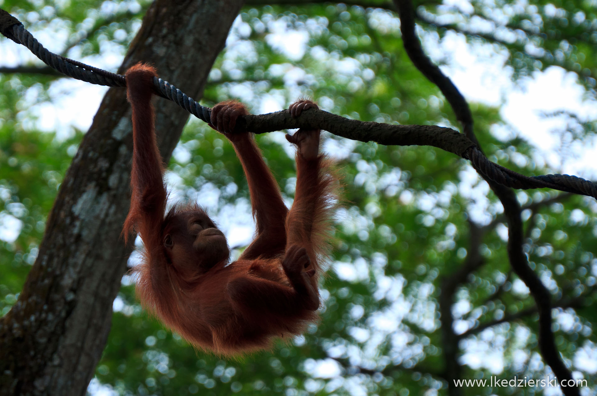 zoo w singapurze orangutan