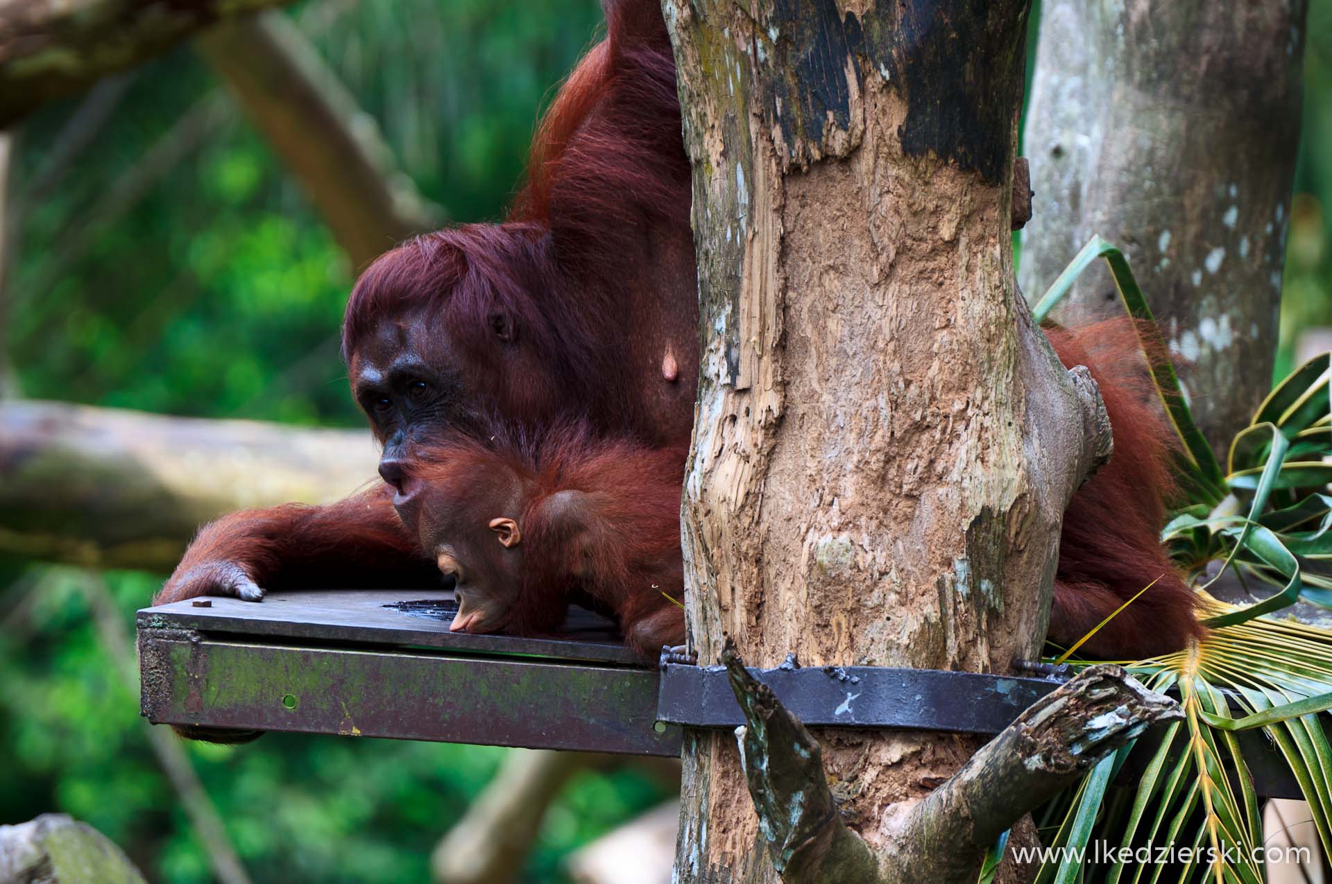 zoo w singapurze orangutan