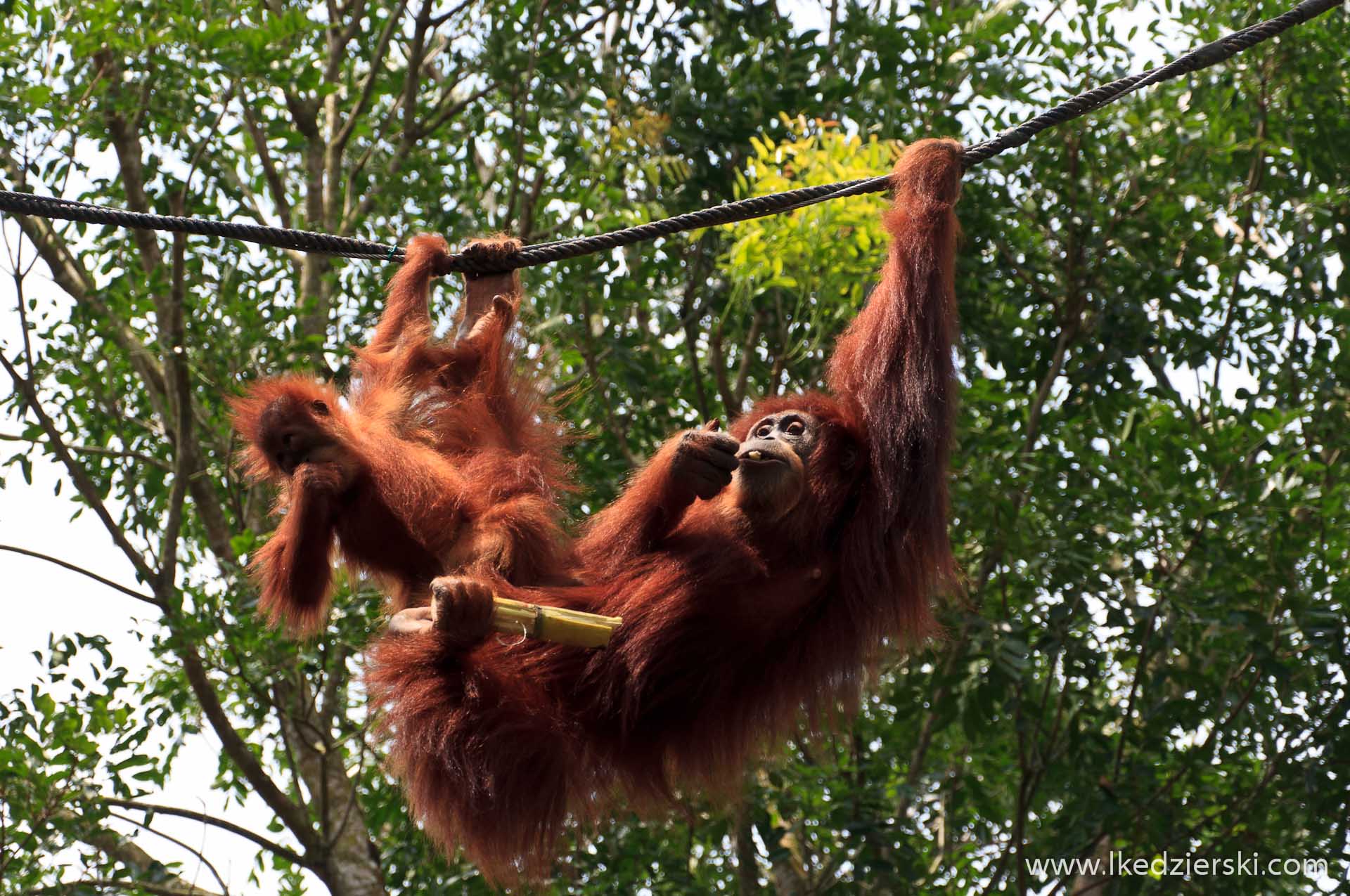 zoo w singapurze orangutan