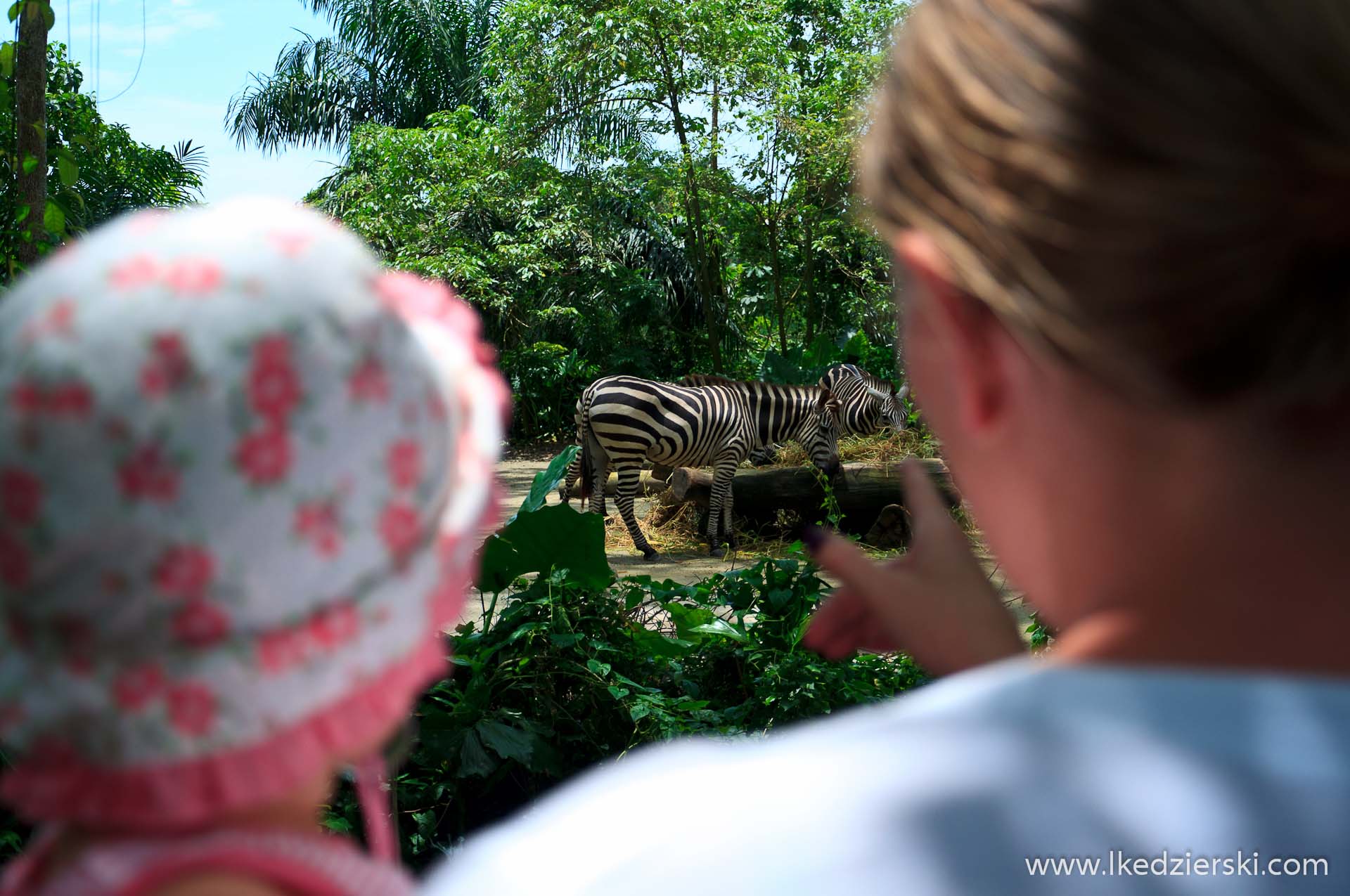 zoo w singapurze nadia w podróży
