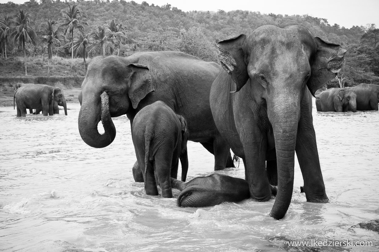 pinnawala elephant orphanage