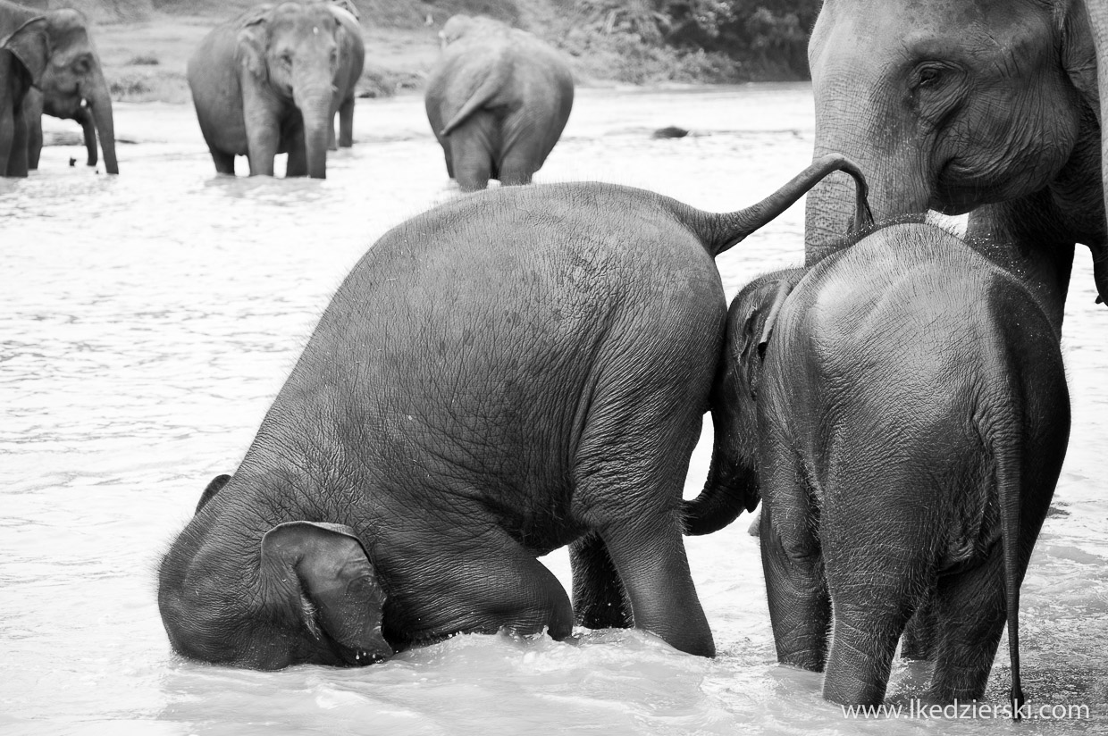 pinnawala elephant orphanage