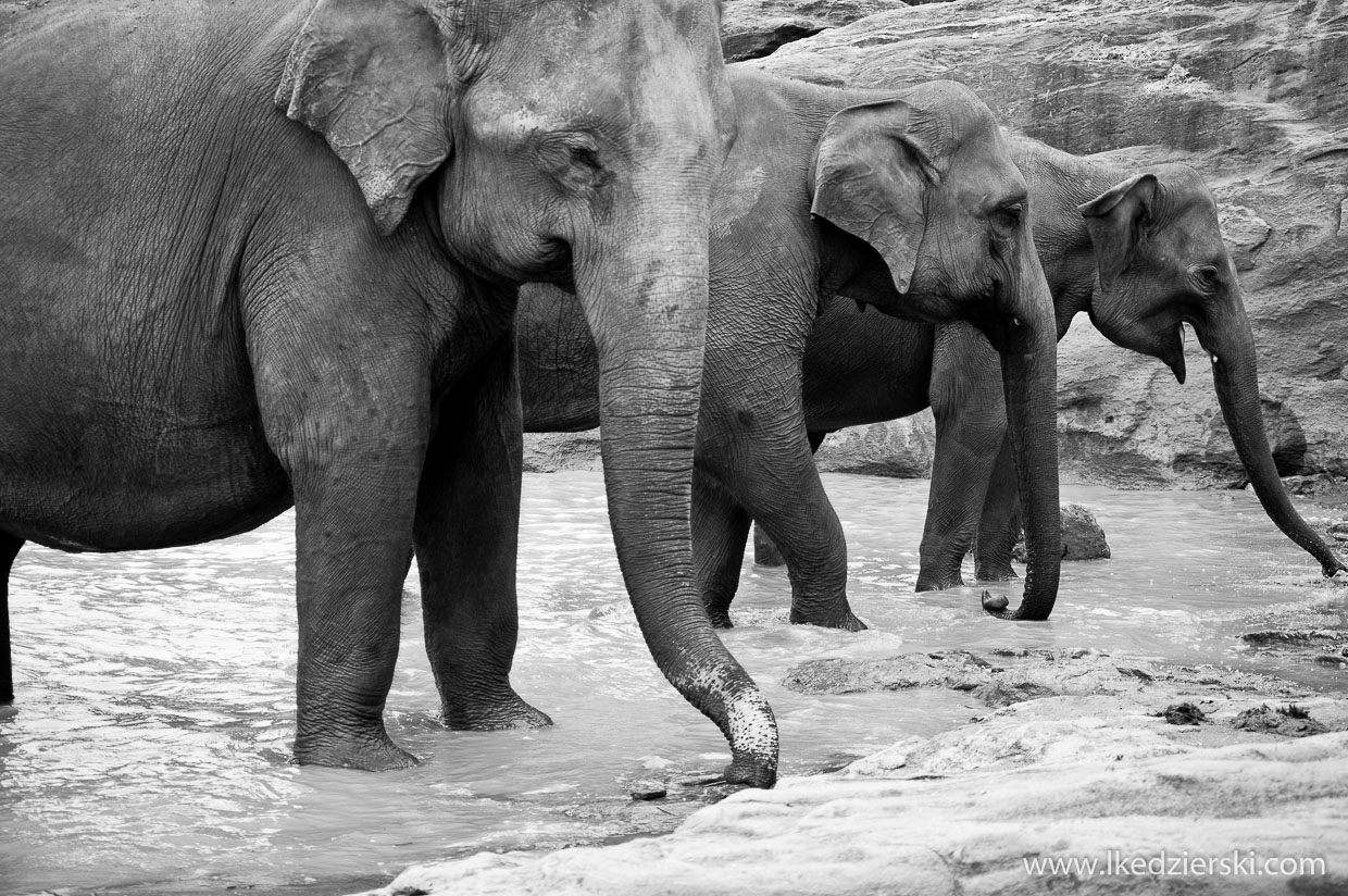 pinnawala elephant orphanage