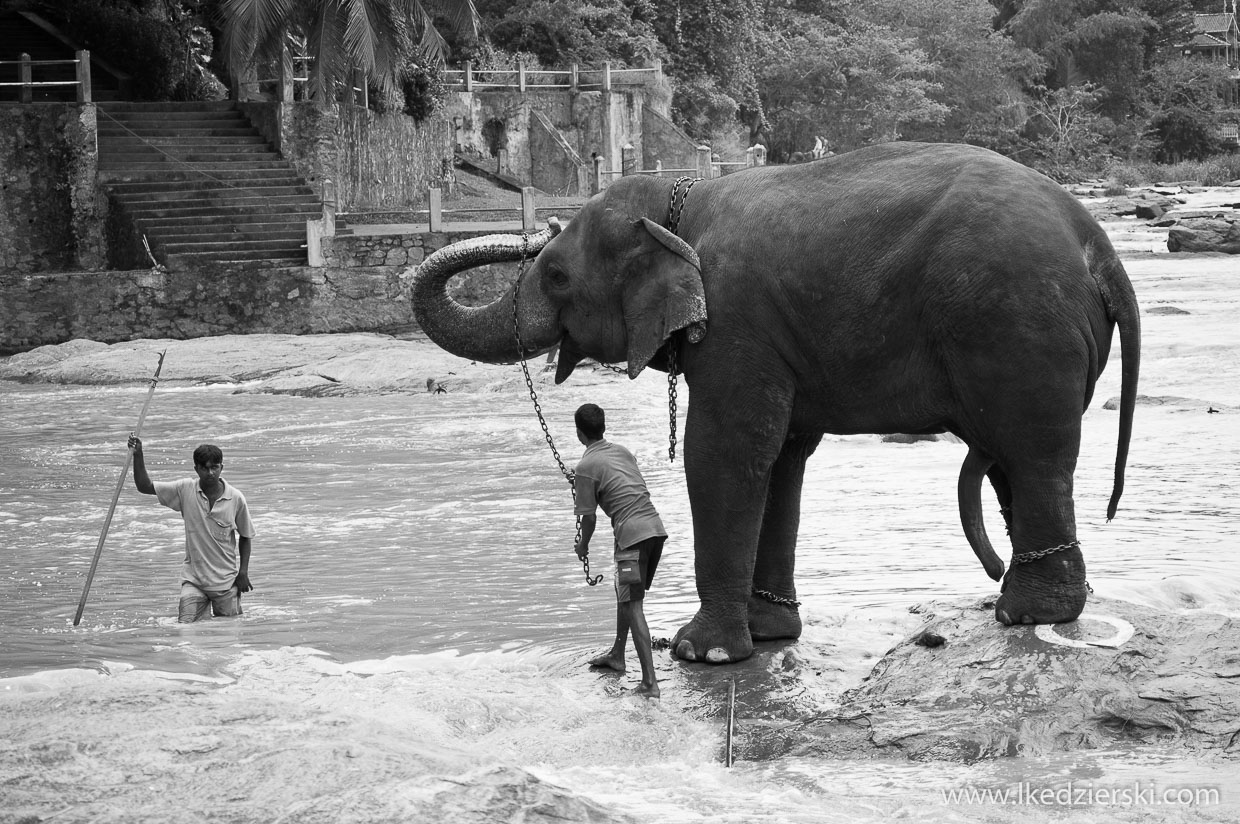 pinnawala elephant orphanage