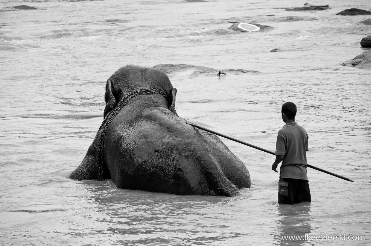 pinnawala elephant orphanage