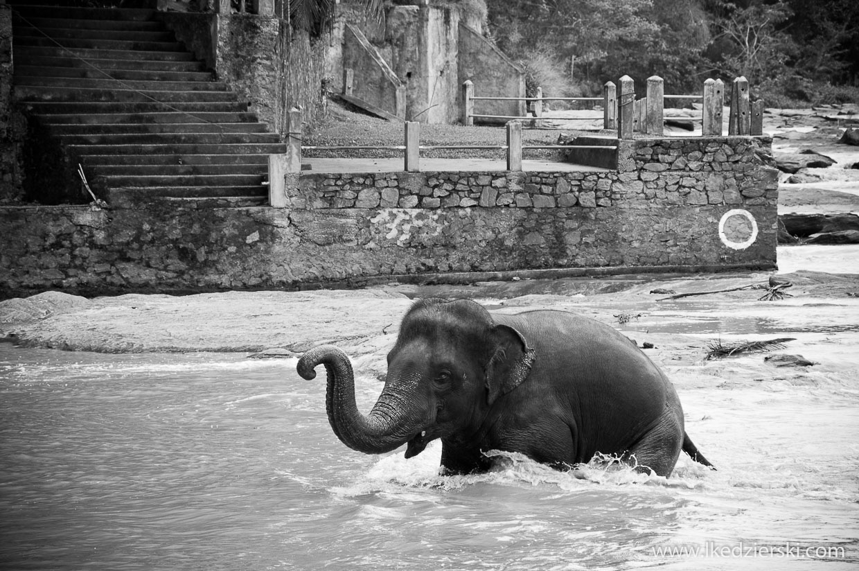 pinnawala elephant orphanage