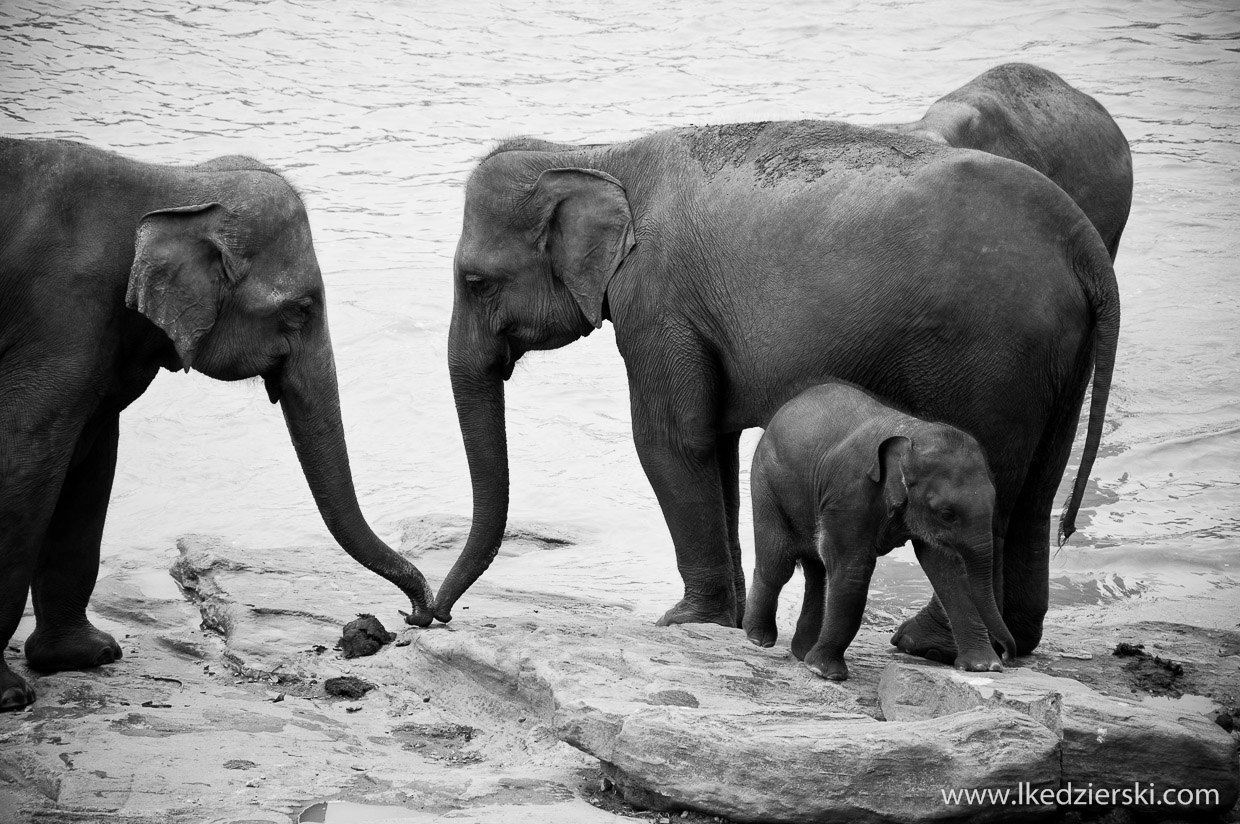 pinnawala elephant orphanage