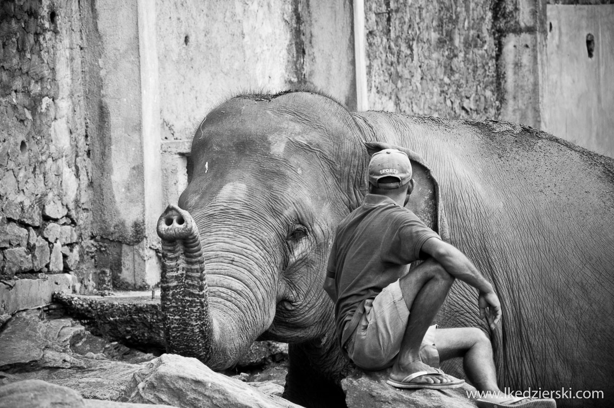 pinnawala elephant orphanage