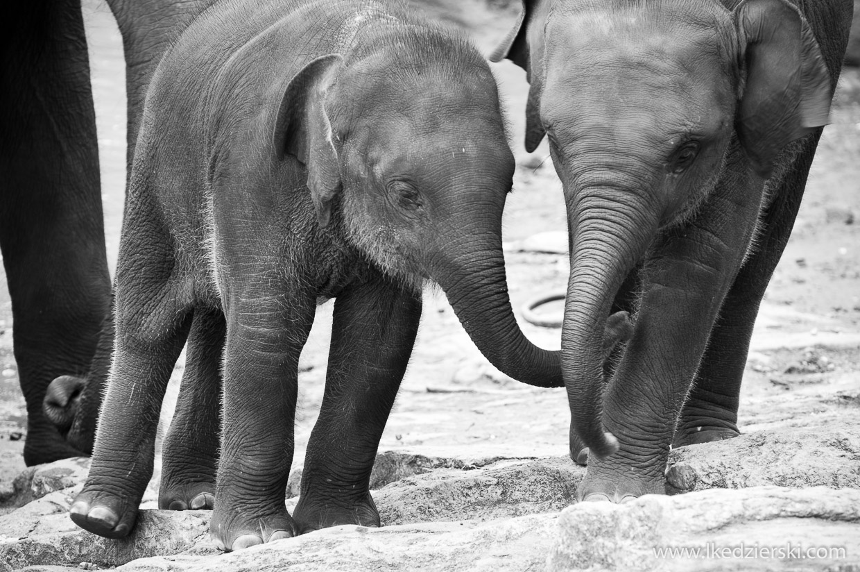 pinnawala elephant orphanage