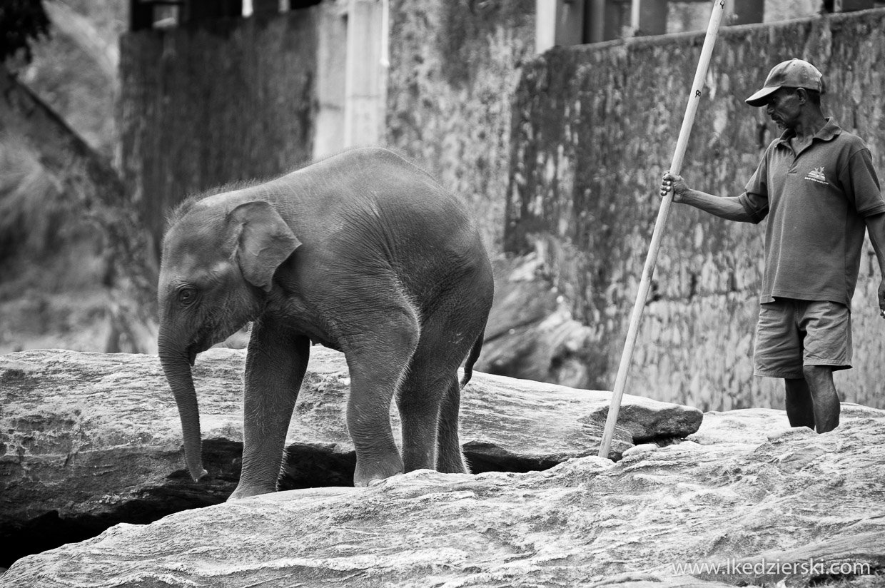 pinnawala elephant orphanage