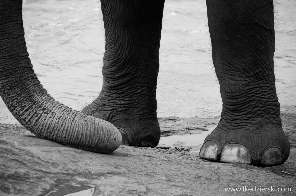 pinnawala elephant orphanage