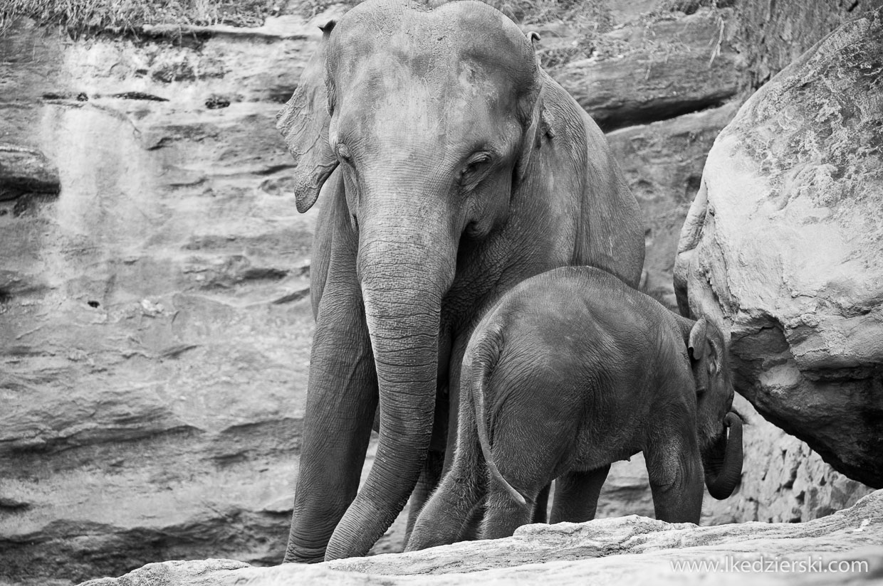 pinnawala elephant orphanage