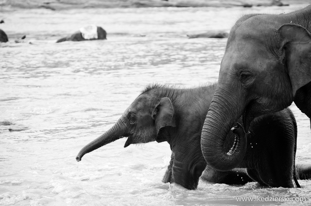 pinnawala elephant orphanage