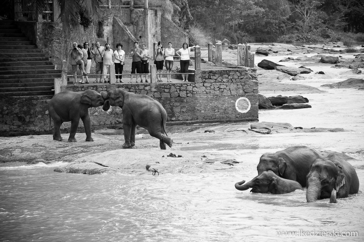 pinnawala elephant orphanage