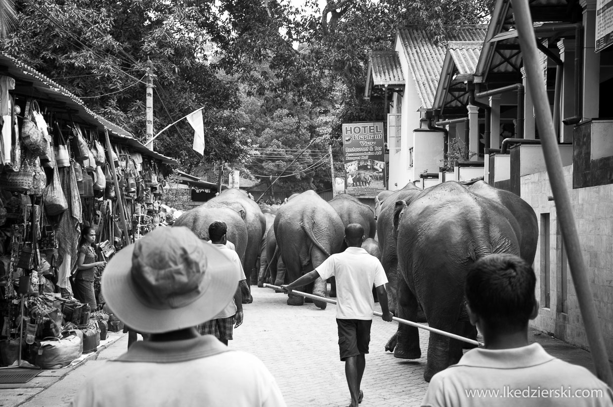 pinnawala elephant orphanage