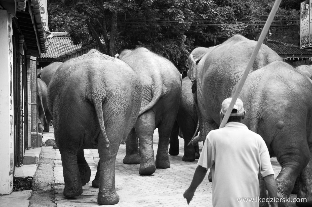 pinnawala elephant orphanage