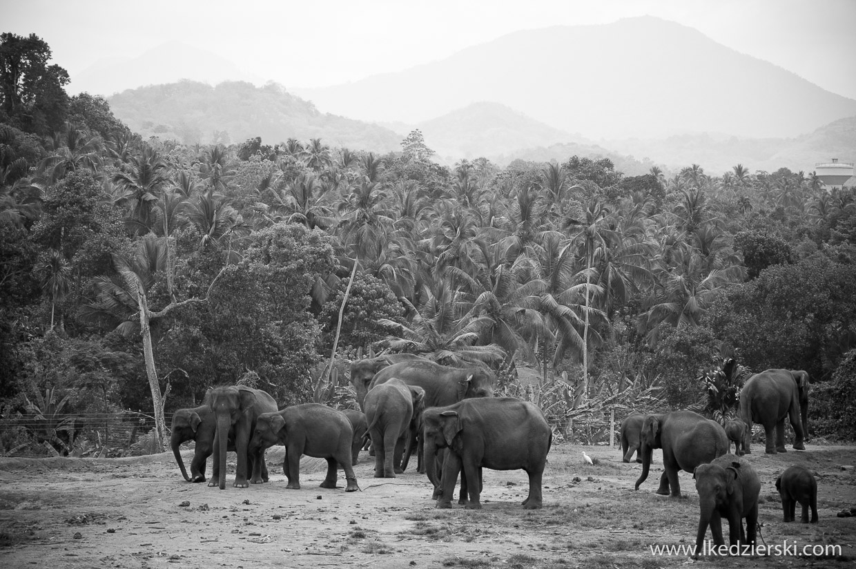 pinnawala elephant orphanage