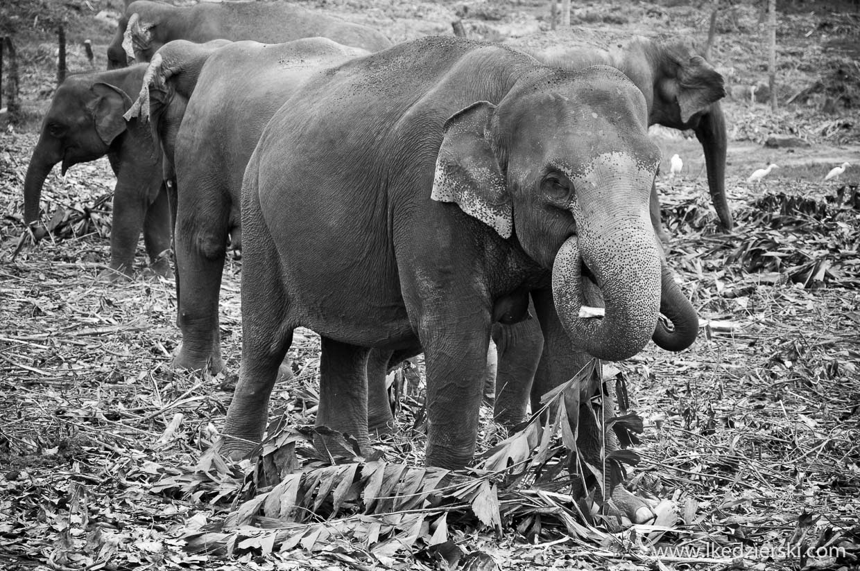 pinnawala elephant orphanage