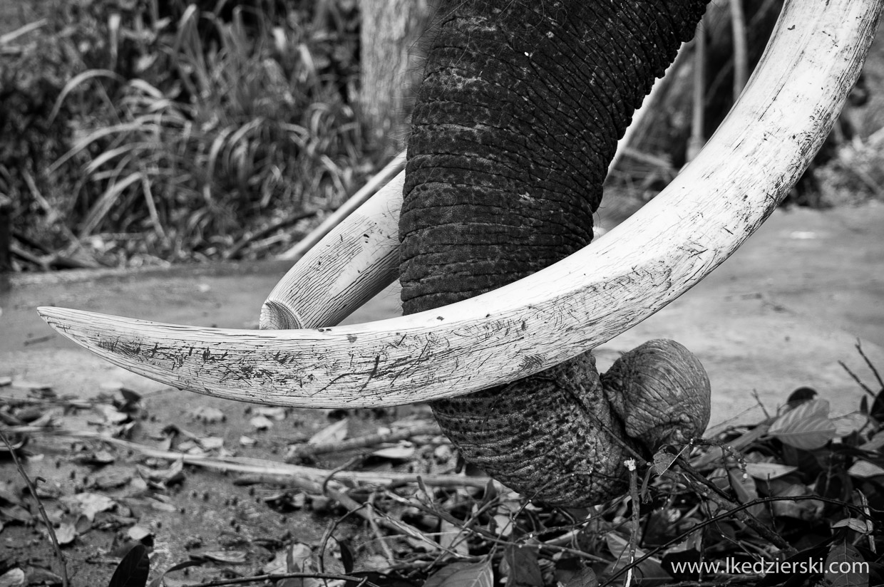 pinnawala elephant orphanage